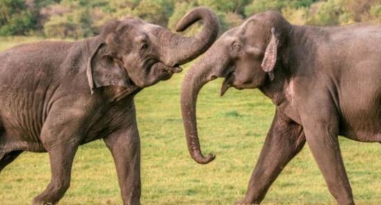 Two Wild Elephants Died of Electrocution